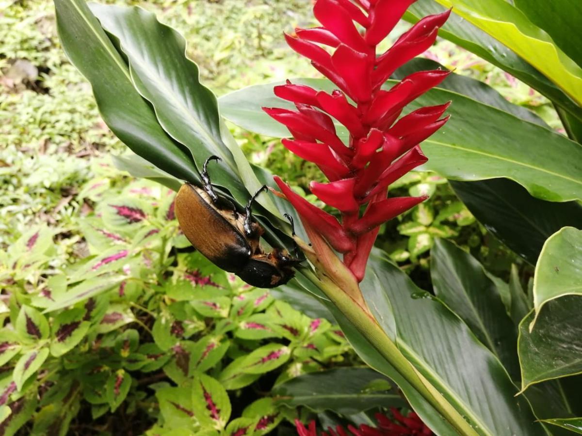 Cahuita Lodge Εξωτερικό φωτογραφία